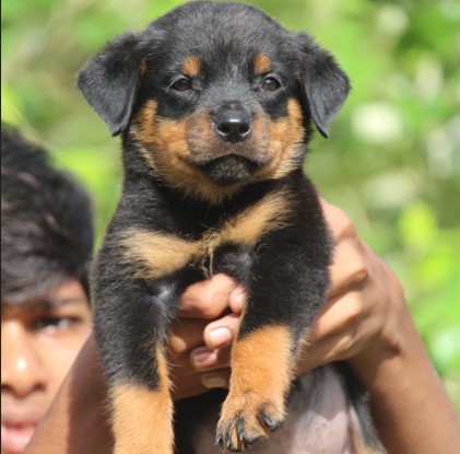 Active Rottweiler Puppies Price in Chennai.