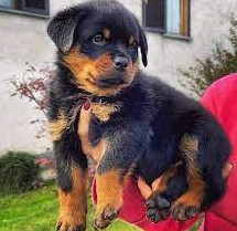 Rottweiler Puppies Price In Chennai.