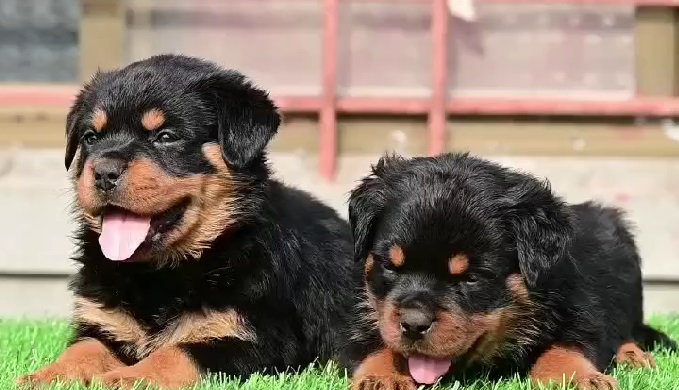 Rottweiler Puppies For Sale In india