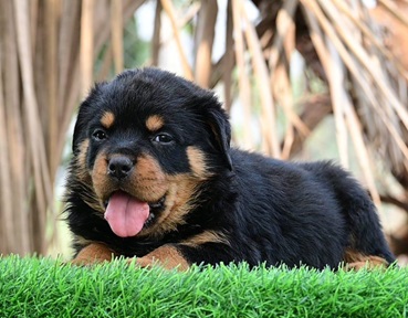 Rottweiler Puppy price in india