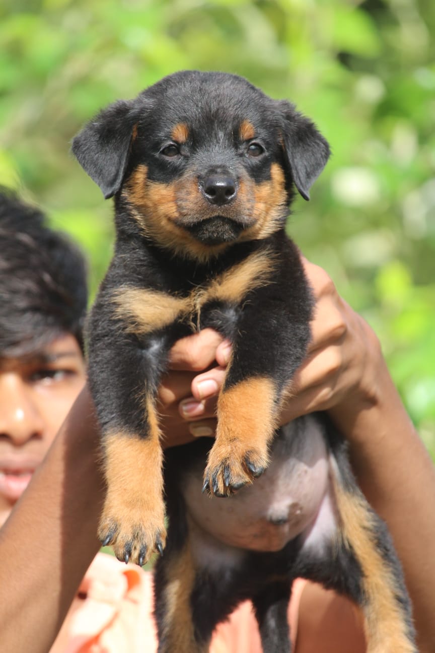 Rottweiler male puppy price in India