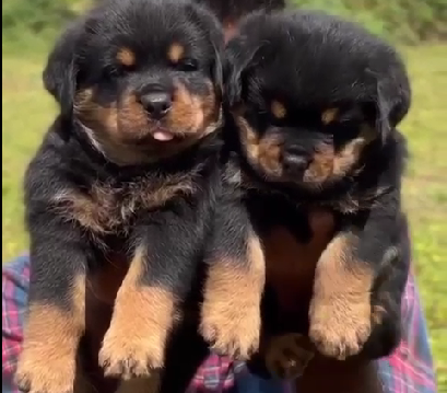 Rottweiler dog price in India