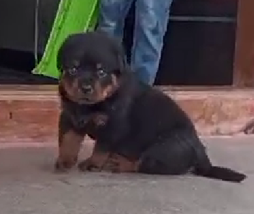 Rottweiler dog for sale in India