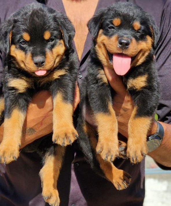 Rottweiler female puppy price in India