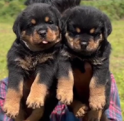 Rottweiler dog kennel in India