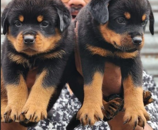 Rottweiler pet shop in India