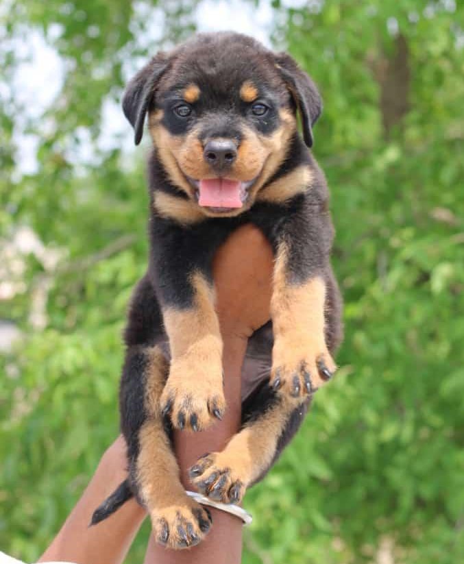 rottweiler price in pune.