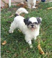 Healthy Shih Tzu for sale in Hyderabad