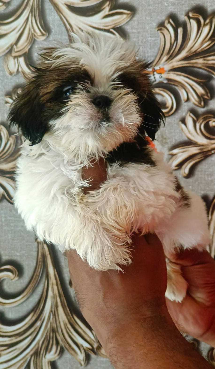 Energetic Shih Tzu for sale in Hyderabad