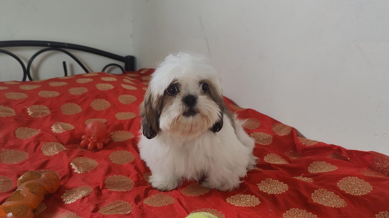 Shih Tzu male puppy price in Ahmedabad