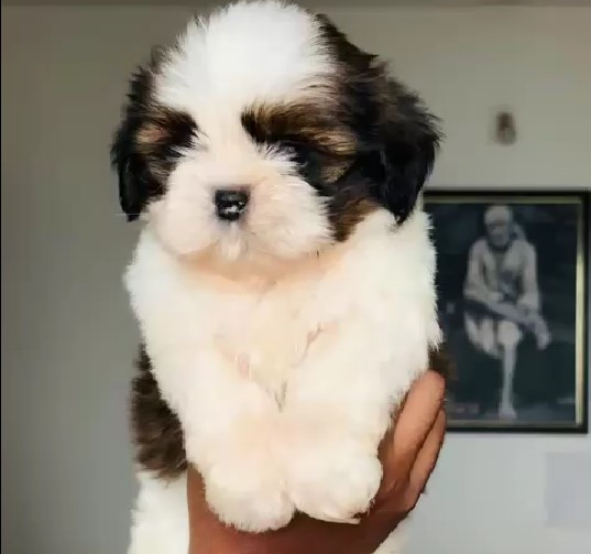 Shih Tzu price in Bangalore