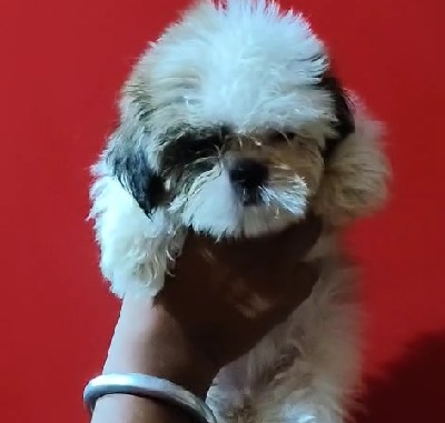 Shih Tzu dog breeders in Bangalore