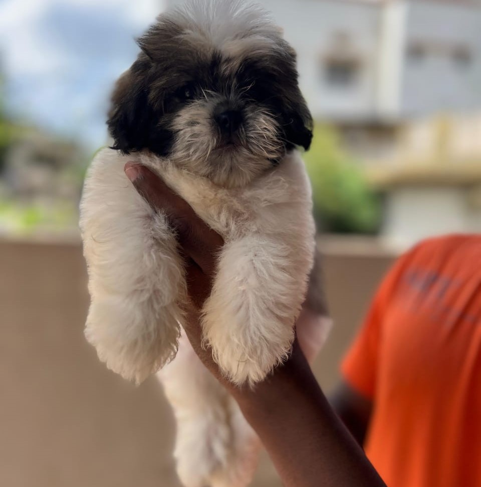 Shih Tzu puppies for sale in Bangalore