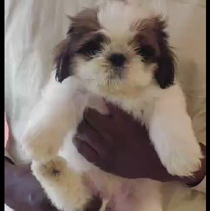 Shih Tzu online purchase in Bangalore