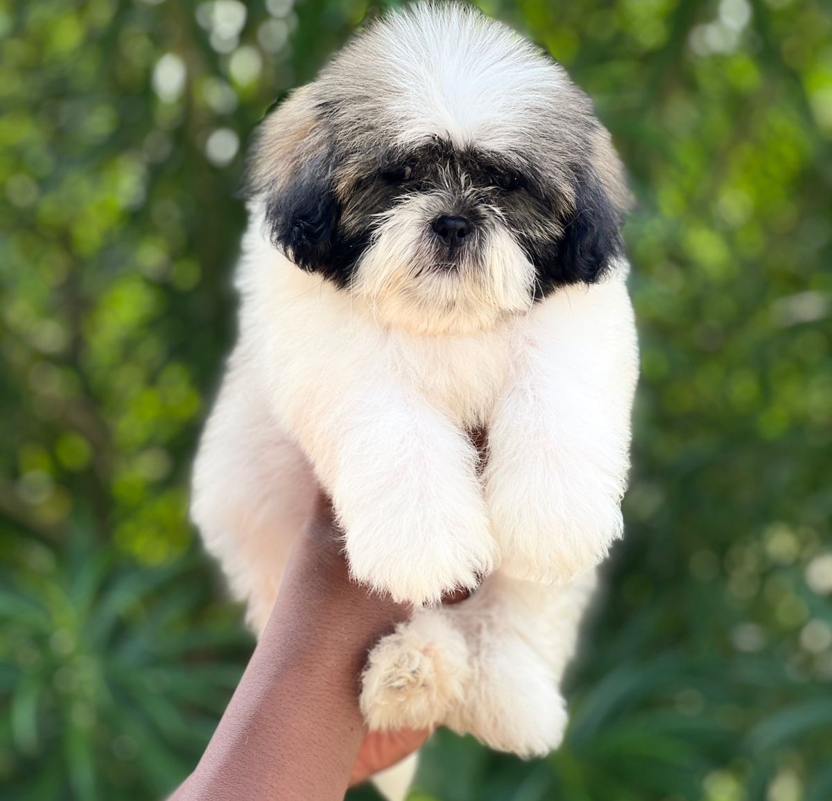 Shih Tzu dog for sale in Bangalore