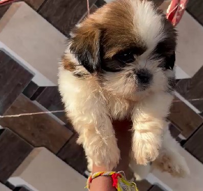 Shih Tzu dog price in Bangalore