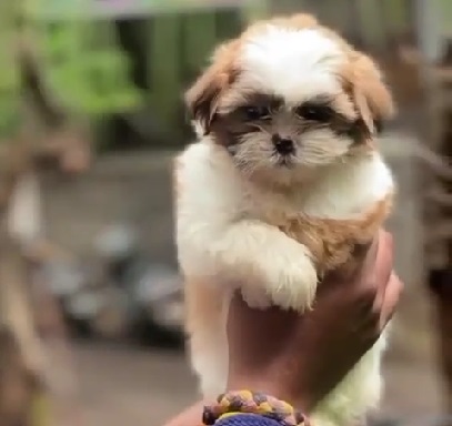 Shih Tzu puppies for Sale in india