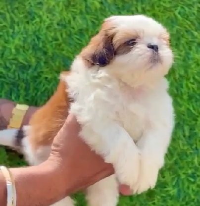 Shih Tzu puppy Price in india