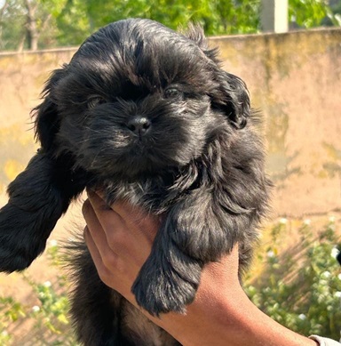 Shih Tzu Dogs for Sale in india