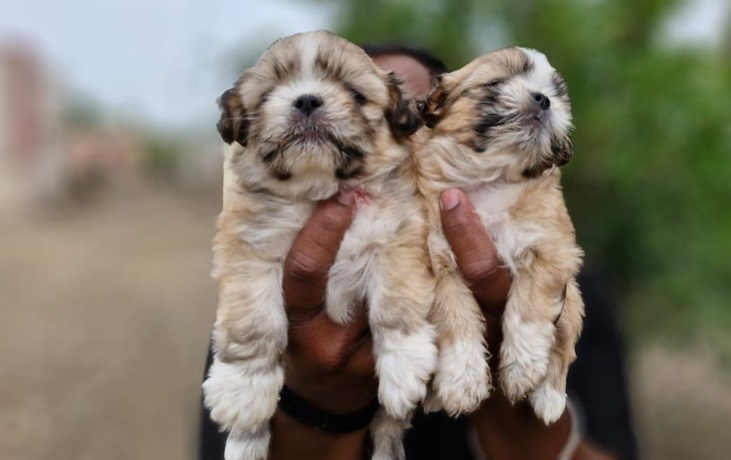 Shih Tzu price in india