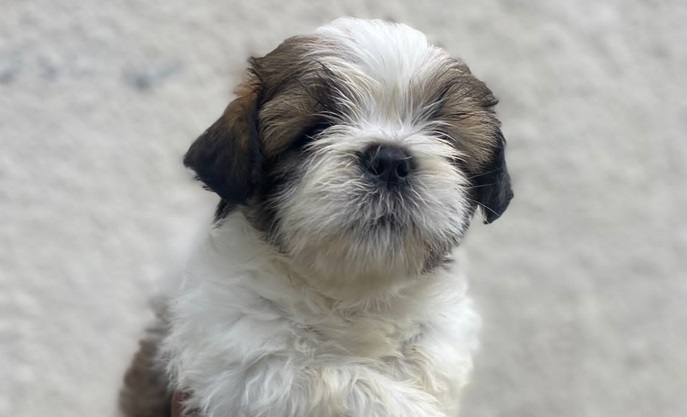 Shih Tzu Dogs Price in india