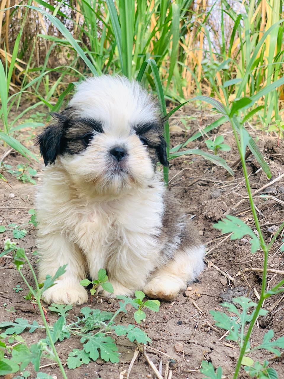 Shih Tzu price in India