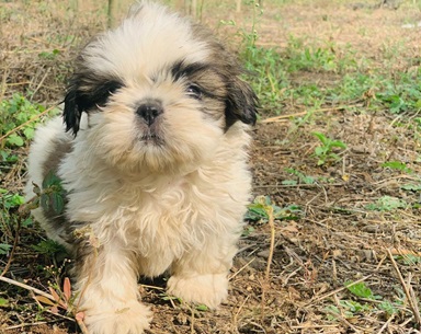 buy Shih Tzu puppy online in India