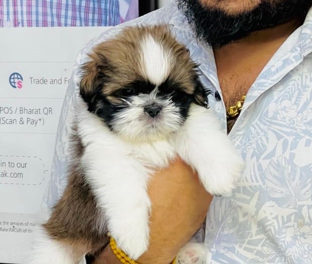 Shih Tzu price in kolkata