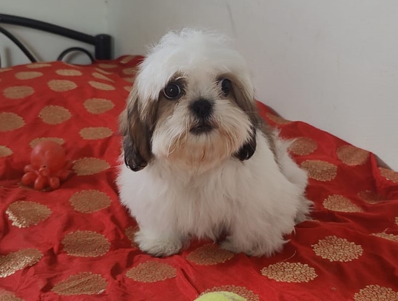 Shih Tzu puppy price in kolkata