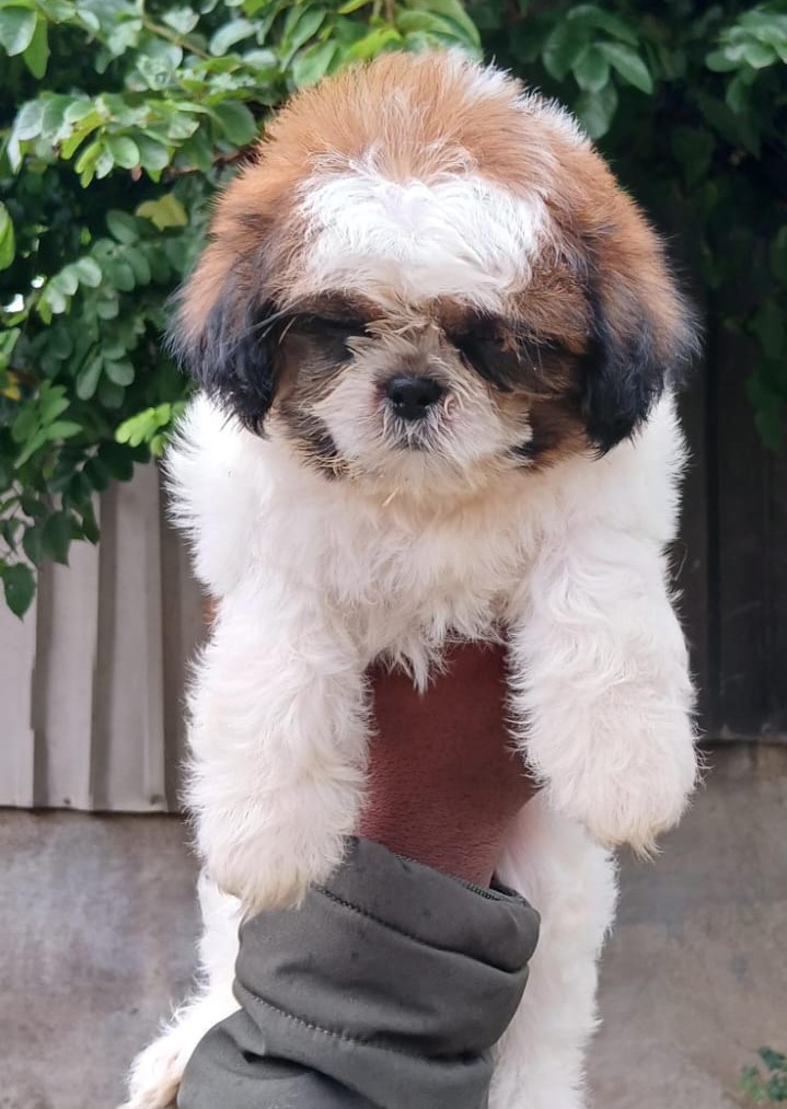 Shih Tzu dog price in kolkata