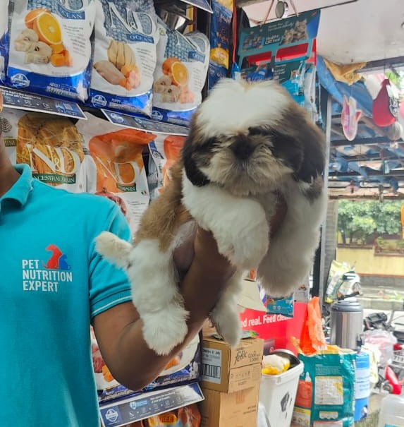 Shih Tzu male puppy price in kolkata