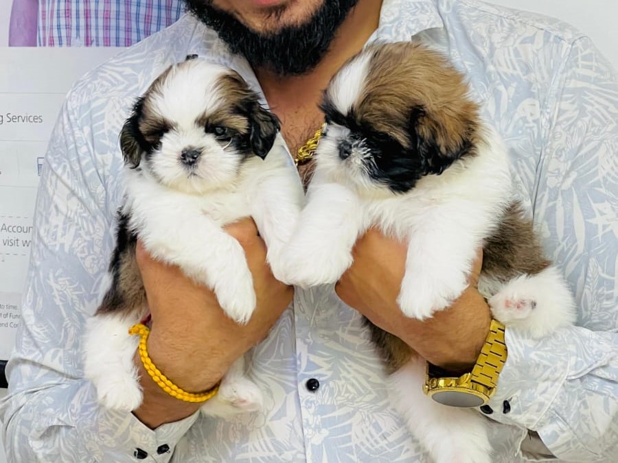 Shih Tzu dog breeder in kolkata