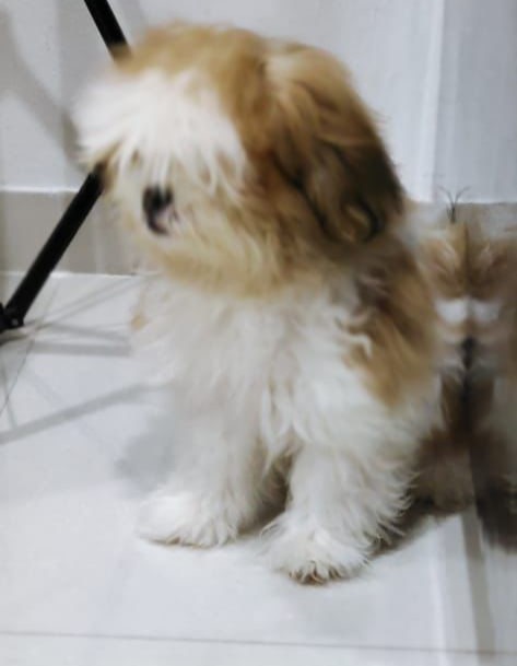 Shih Tzu price in kolkata