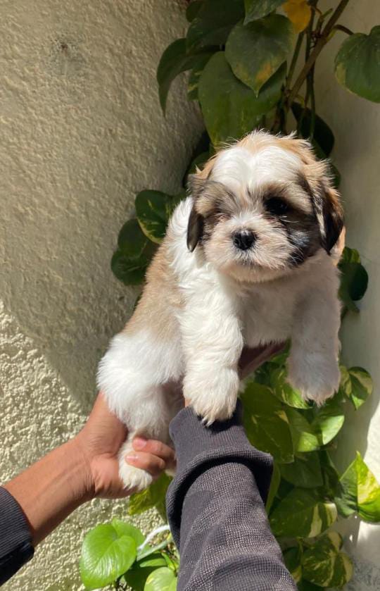 Shih Tzu dog for sale online in Pune