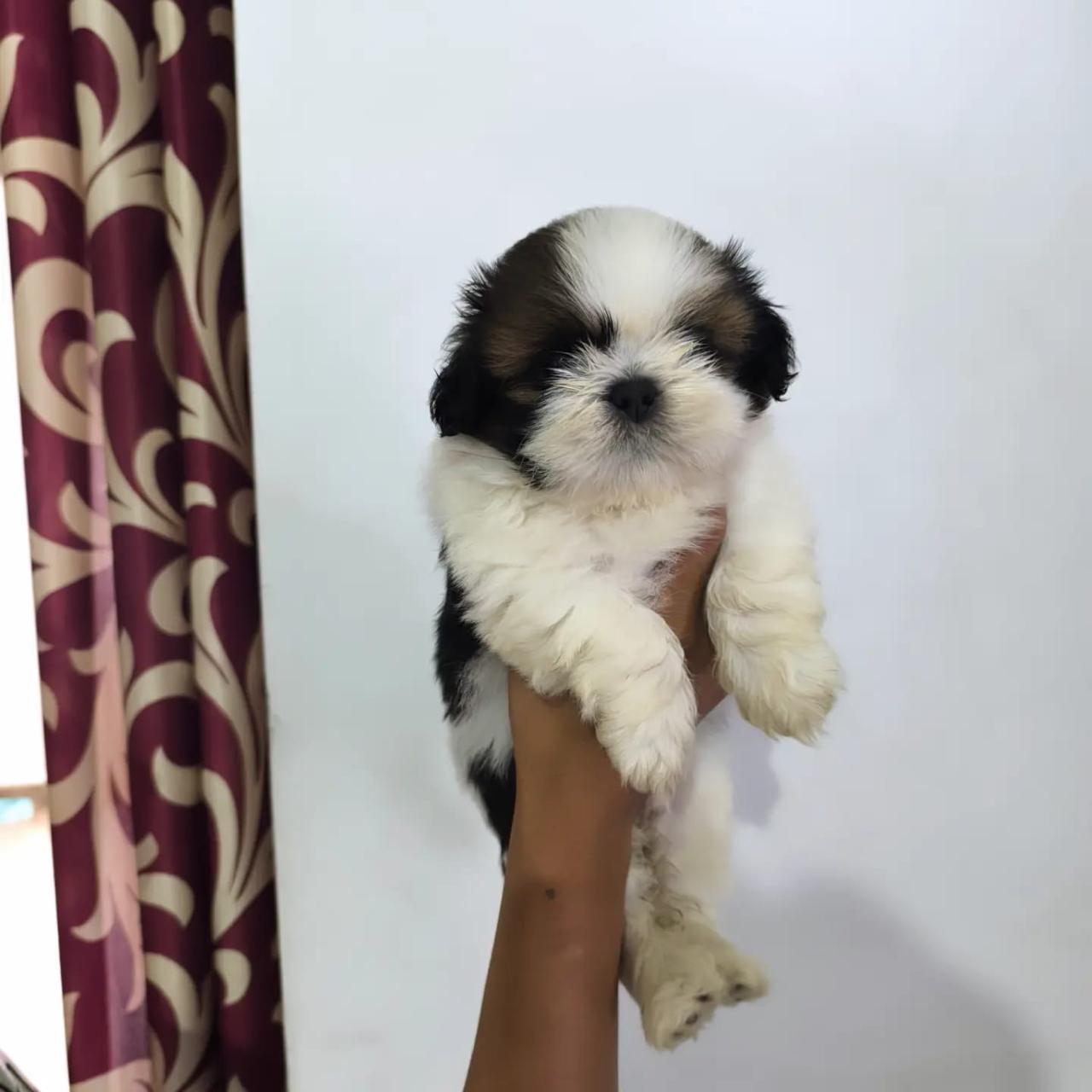 Shih Tzu dog breeder in Pune