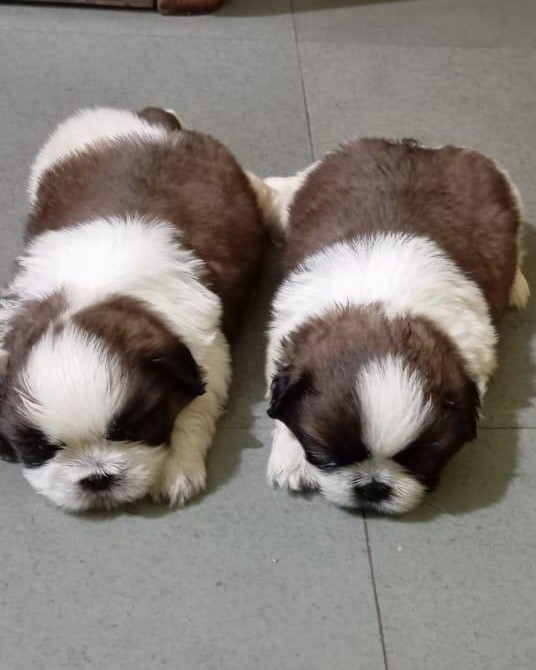 Shih Tzu male puppy price in Pune