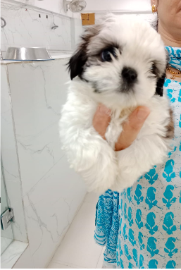 shihtzu-4M