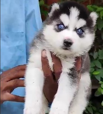 Siberian Husky price in Bangalore