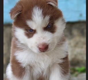 Siberian Husky puppies for sale in Bangalore