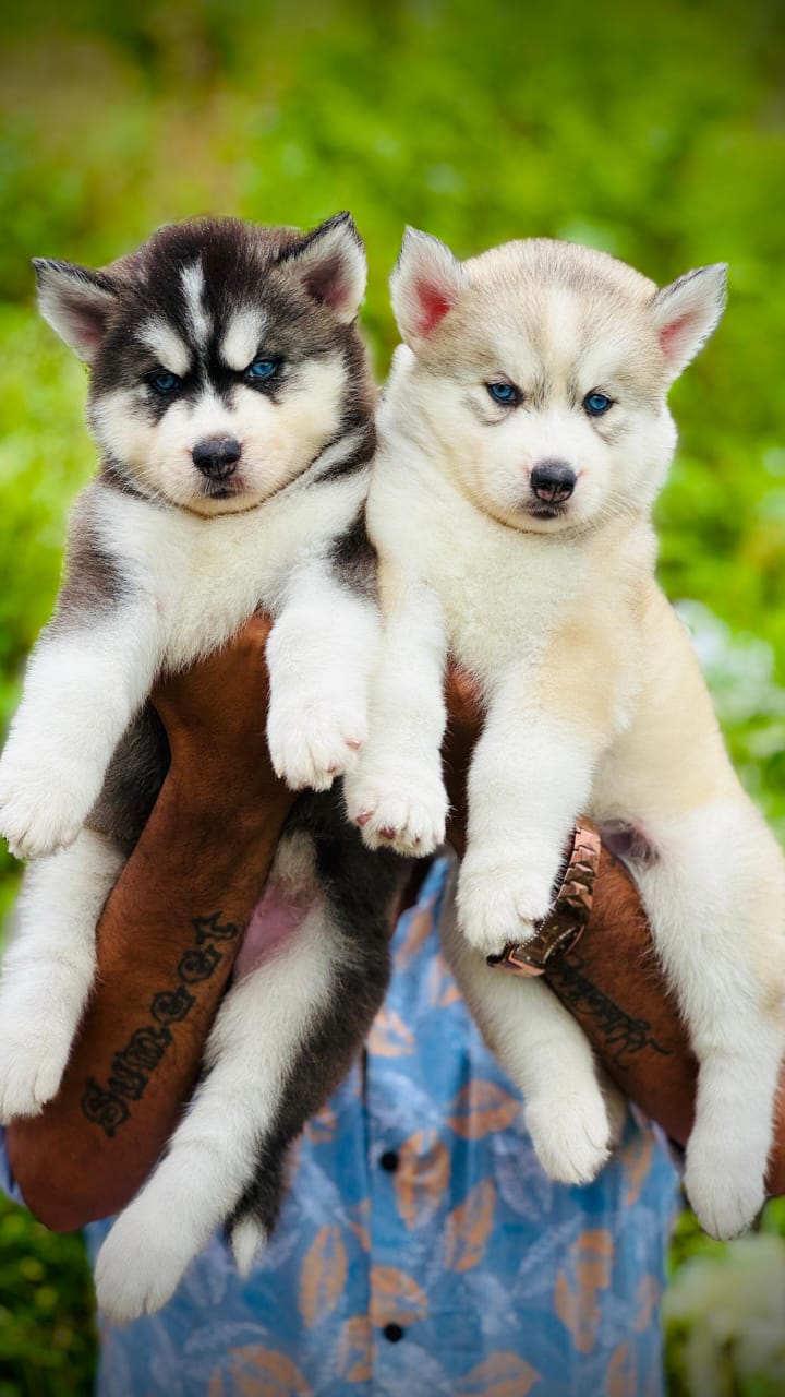 Healthy Siberian Husky for sale in Hyderabad.