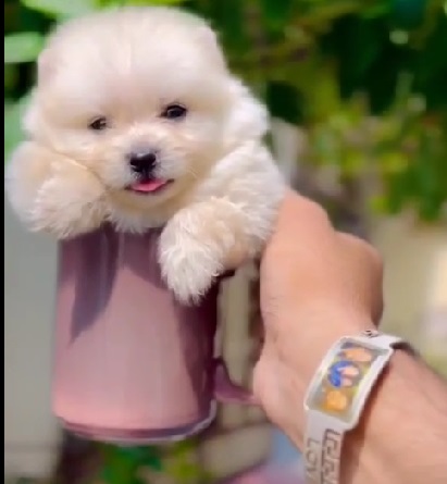 Teacup Pomeranian price in india