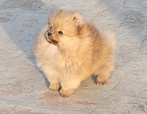 Toy Pomeranian male puppy price in Ahmedabad