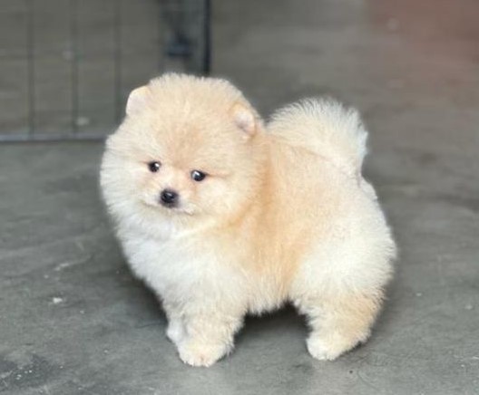 Toy Pomeranian dog price in Ahmedabad