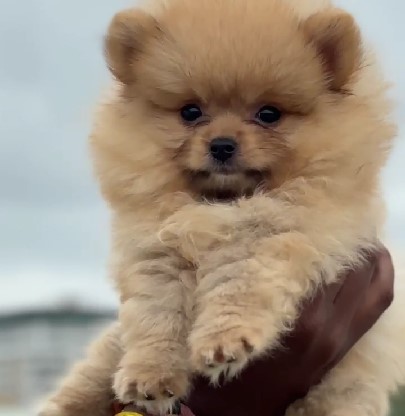 Toy Pomeranian dog for sale in Ahmedabad