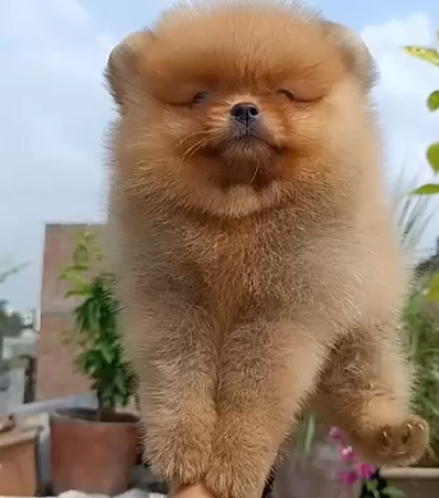 Toy Pomeranian dog breeder in Ahmedabad