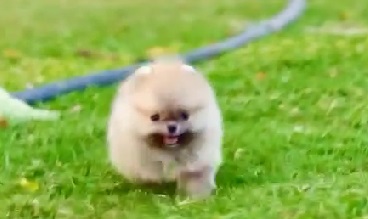 Toy Pomeranian Puppies For Sale In india