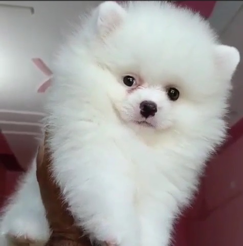 Toy Pomeranian Puppies price in india