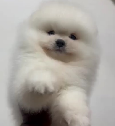 Toy Pomeranian dog price in india