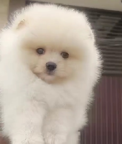 Toy Pomeranian puppy price in india