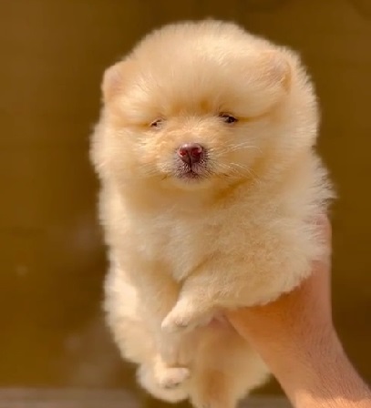 Toy Pomeranian dog for sale in india